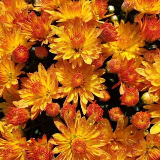 Mum Yellow Cracklin Golden Yellow - View 1 from www redcrocus com
