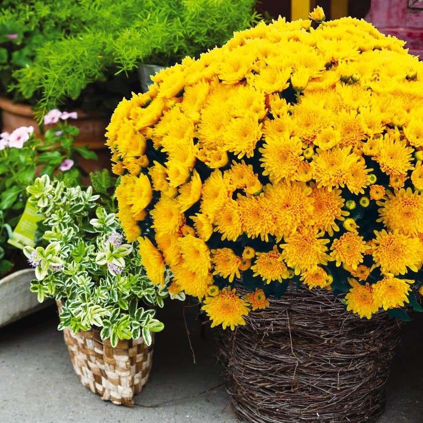 Mum Yellow Cracklin Golden Yellow - View 4 from www redcrocus com
