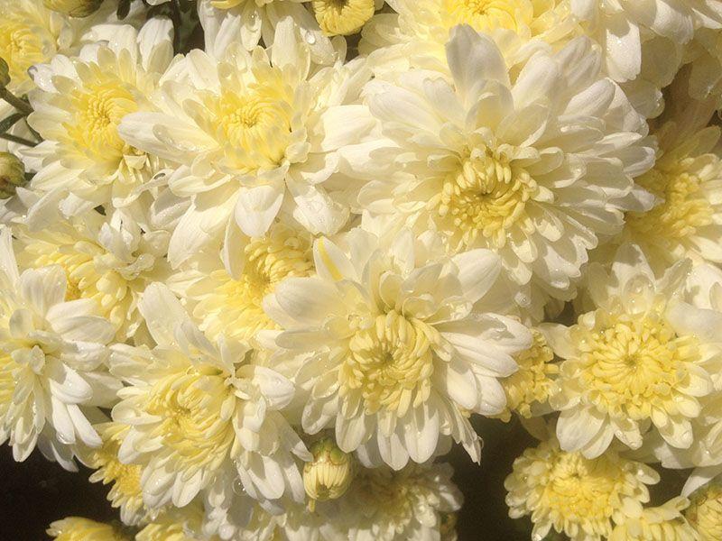 Mum White Paradiso White - View 13 from www redcrocus com