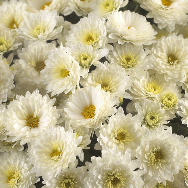 Mum White Paradiso White - View 2 from www redcrocus com