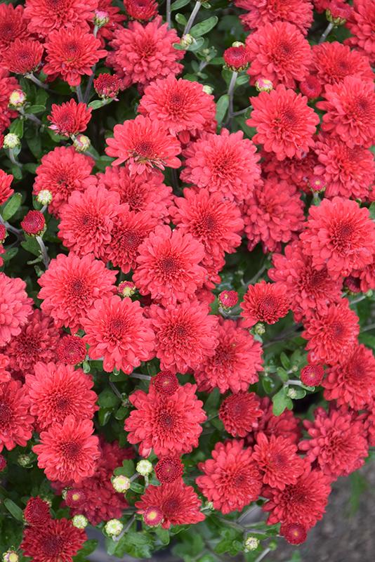 Mum Red Cheryl Jolly Red - View 2 from www redcrocus com