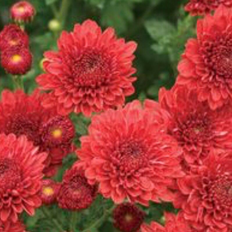 Mum Red Cheryl Jolly Red - View 6 from www redcrocus com