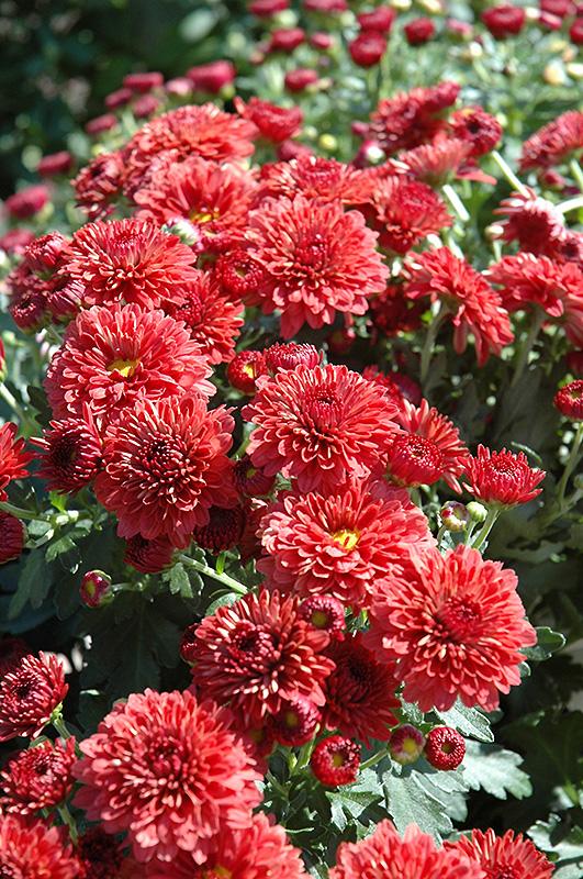 Mum Red Cheryl Jolly Red - View 8 from www redcrocus com