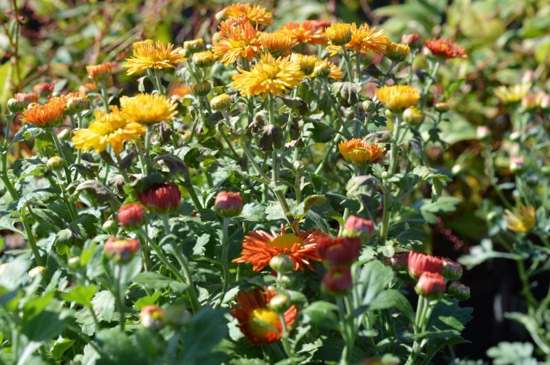 Mum, Bronze Autumn Glow Bronze - View 4 from www redcrocus com