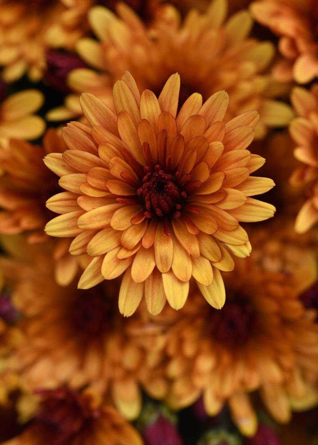 Mum, Bronze Autumn Glow Bronze - View 9 from www redcrocus com