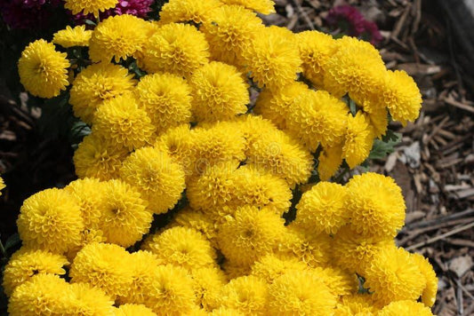 Mum Yellow Allegra Yellow - View 10 from www redcrocus com