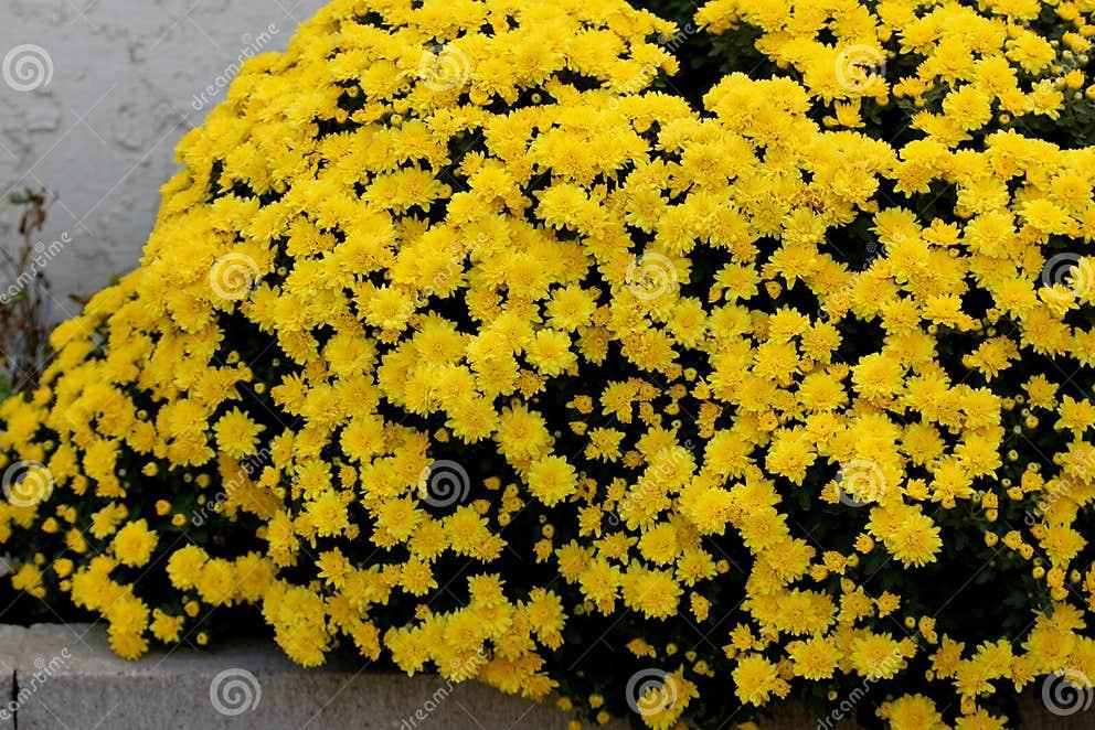 Mum Yellow Allegra Yellow - View 9 from www redcrocus com