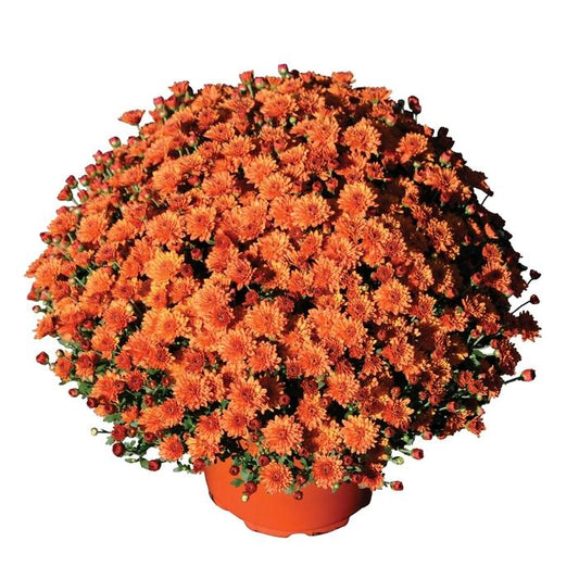 Mum Orange Keeley Orange - View 1 from www redcrocus com