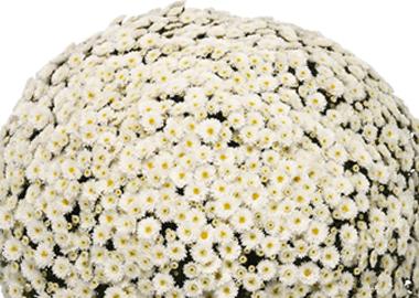 Mum White Staviski White - View 5 from www redcrocus com