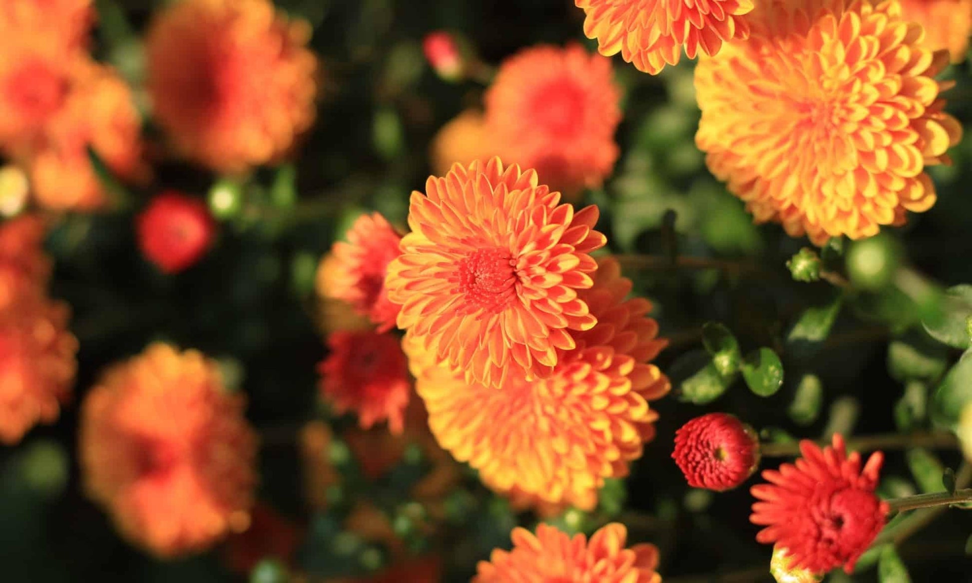 Mum Orange Beatrice Orange - View 15 from www redcrocus com