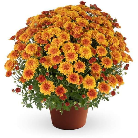Mum Orange Beatrice Orange - View 1 from www redcrocus com