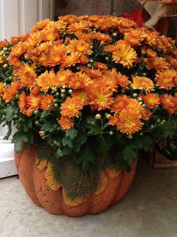 Mum Orange Beatrice Orange - View 6 from www redcrocus com