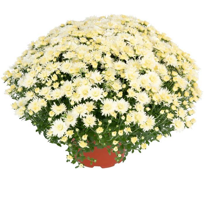 Mum White Norah White - View 1 from www redcrocus com