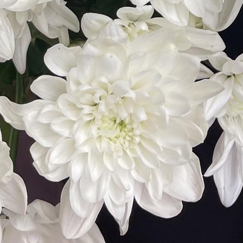 Mum White Norah White - View 8 from www redcrocus com