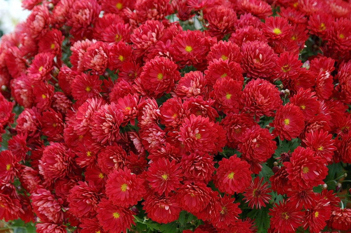 Mum Red Josephine Red - View 2 from www redcrocus com
