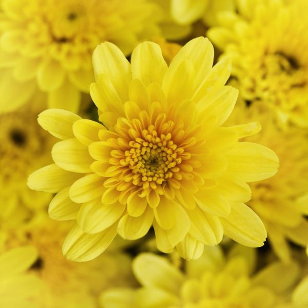 Mum Yellow Skylar Yellow - View 16 from www redcrocus com