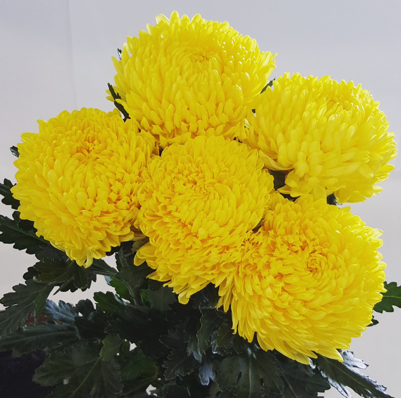Mum Yellow Skylar Yellow - View 17 from www redcrocus com
