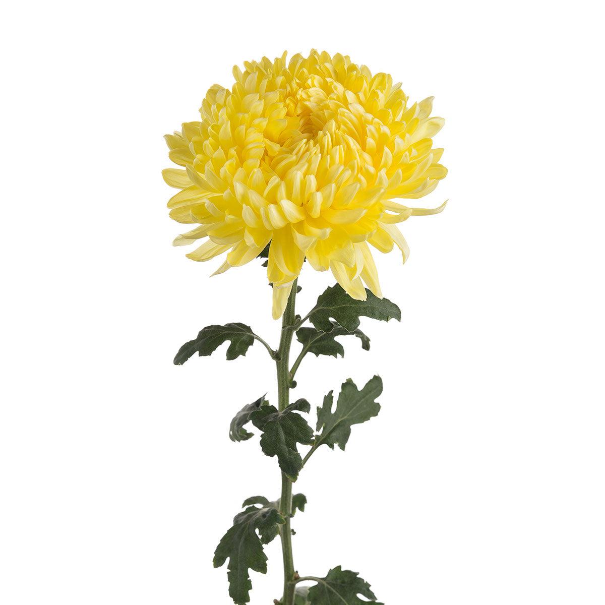 Mum, Yellow Tanya Yellow - View 11 from www redcrocus com