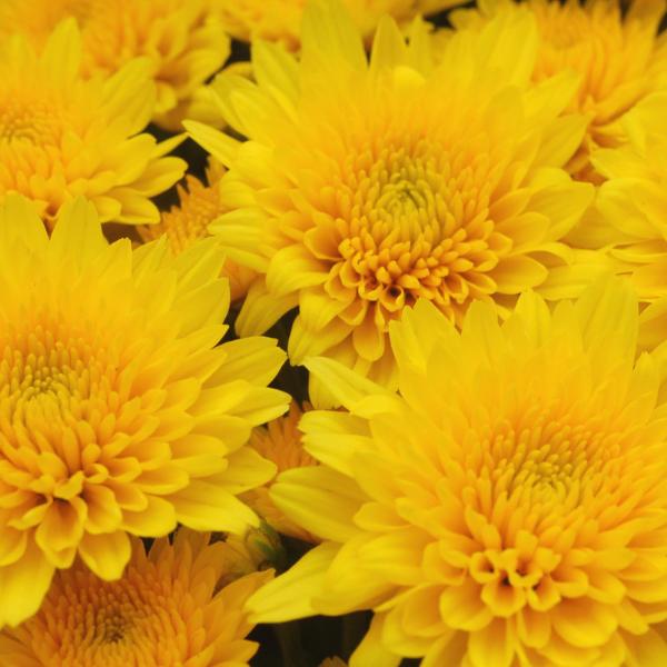 Mum, Yellow Tanya Yellow - View 7 from www redcrocus com