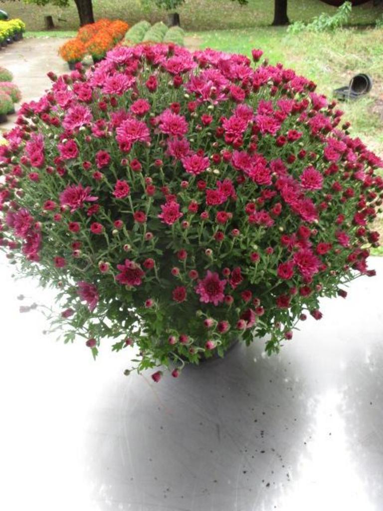 Mum Purple Pomona Violet - View 16 from www redcrocus com
