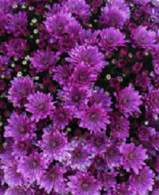 Mum Purple Pomona Violet - View 2 from www redcrocus com