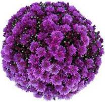 Mum Purple Pomona Violet - View 4 from www redcrocus com