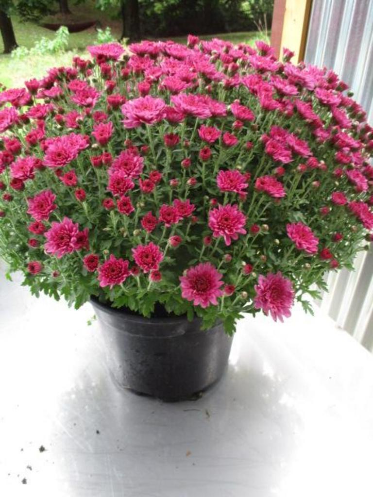 Mum Purple Pomona Violet - View 6 from www redcrocus com