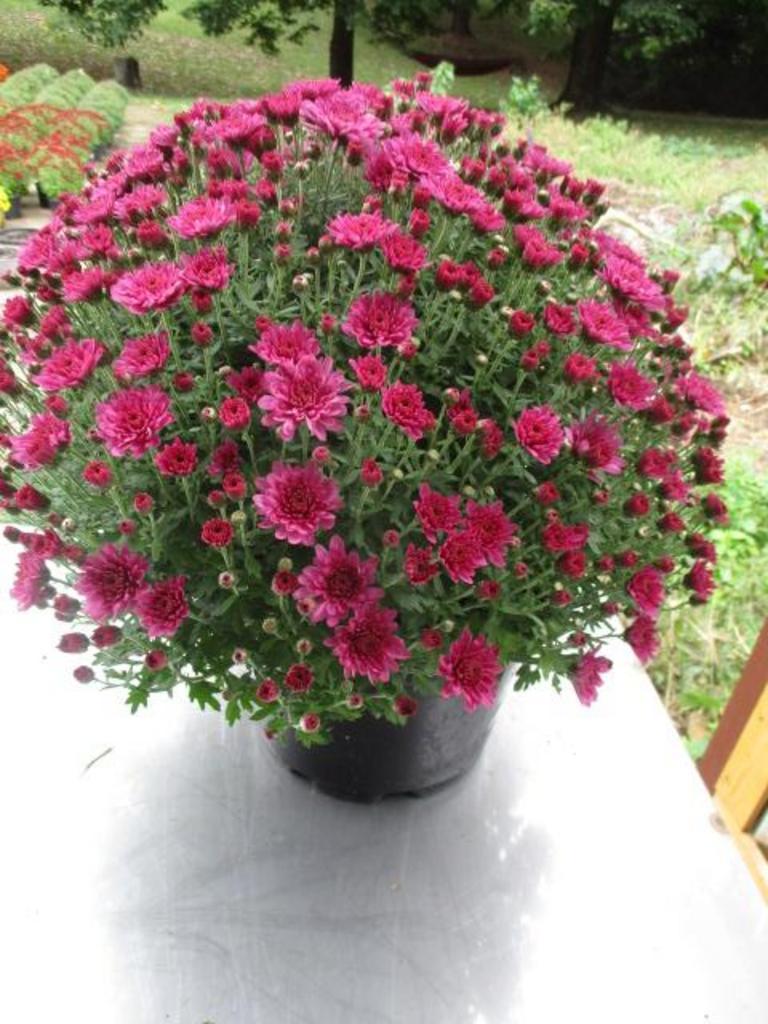 Mum Purple Pomona Violet - View 7 from www redcrocus com