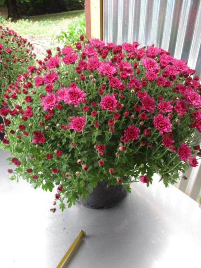 Mum Purple Pomona Violet - View 8 from www redcrocus com