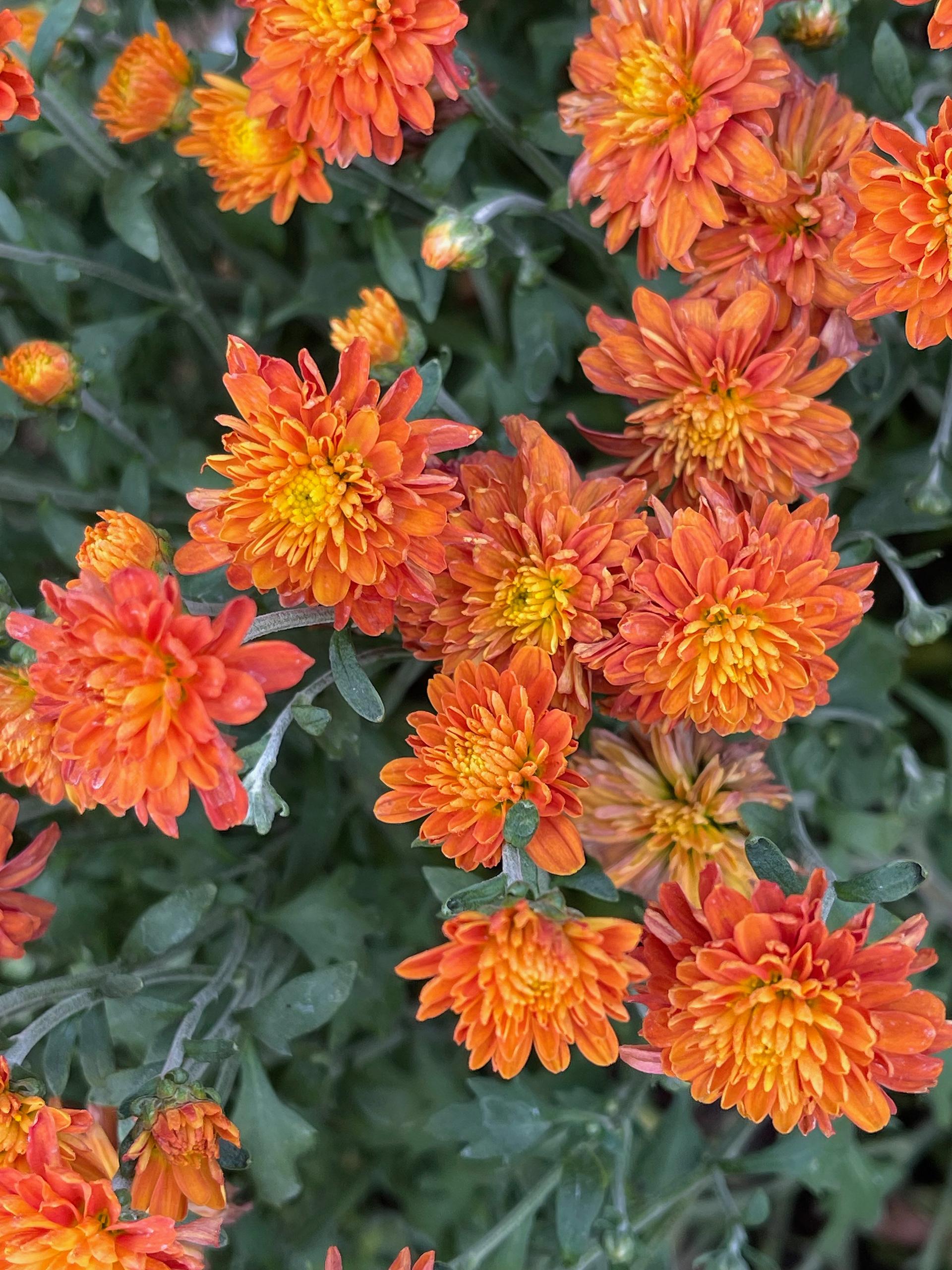 Mum Orange Carousel Glimmer Orange - View 8 from www redcrocus com