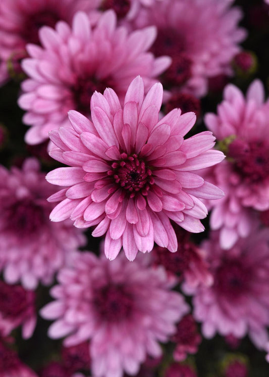 Mum, Pink Cosmic Lunar Pink - View 1 from www redcrocus com