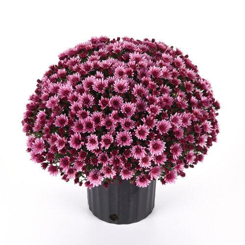 Mum, Pink Cosmic Lunar Pink - View 3 from www redcrocus com