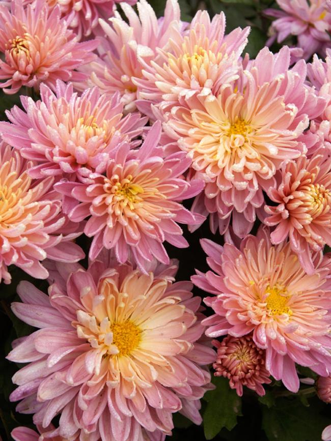 Mum, Pink Cosmic Lunar Pink - View 4 from www redcrocus com