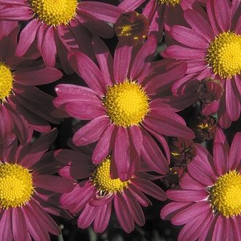 Mum, Pink Cosmic Lunar Pink - View 5 from www redcrocus com
