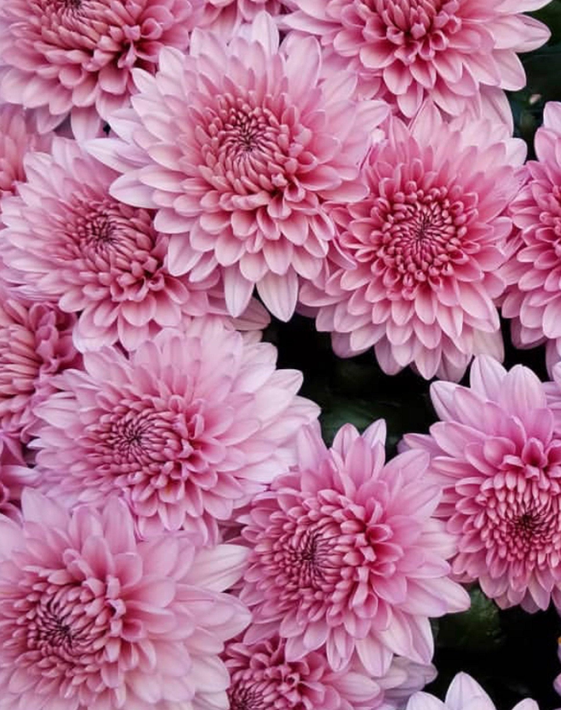 Mum, Pink Cosmic Lunar Pink - View 6 from www redcrocus com