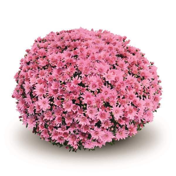 Mum, Pink Cosmic Lunar Pink - View 7 from www redcrocus com