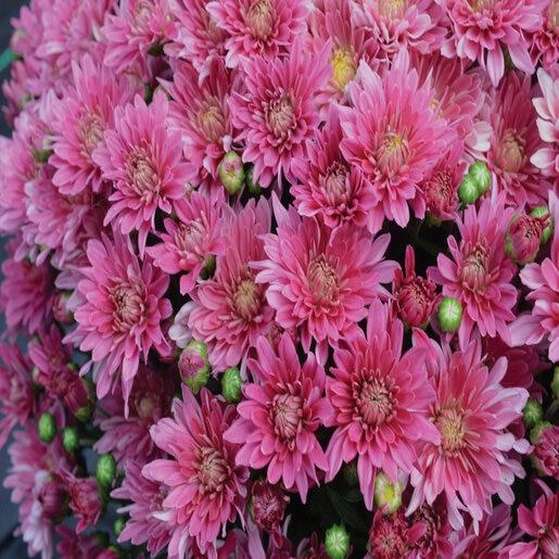 Mum, Pink Cosmic Lunar Pink - View 9 from www redcrocus com