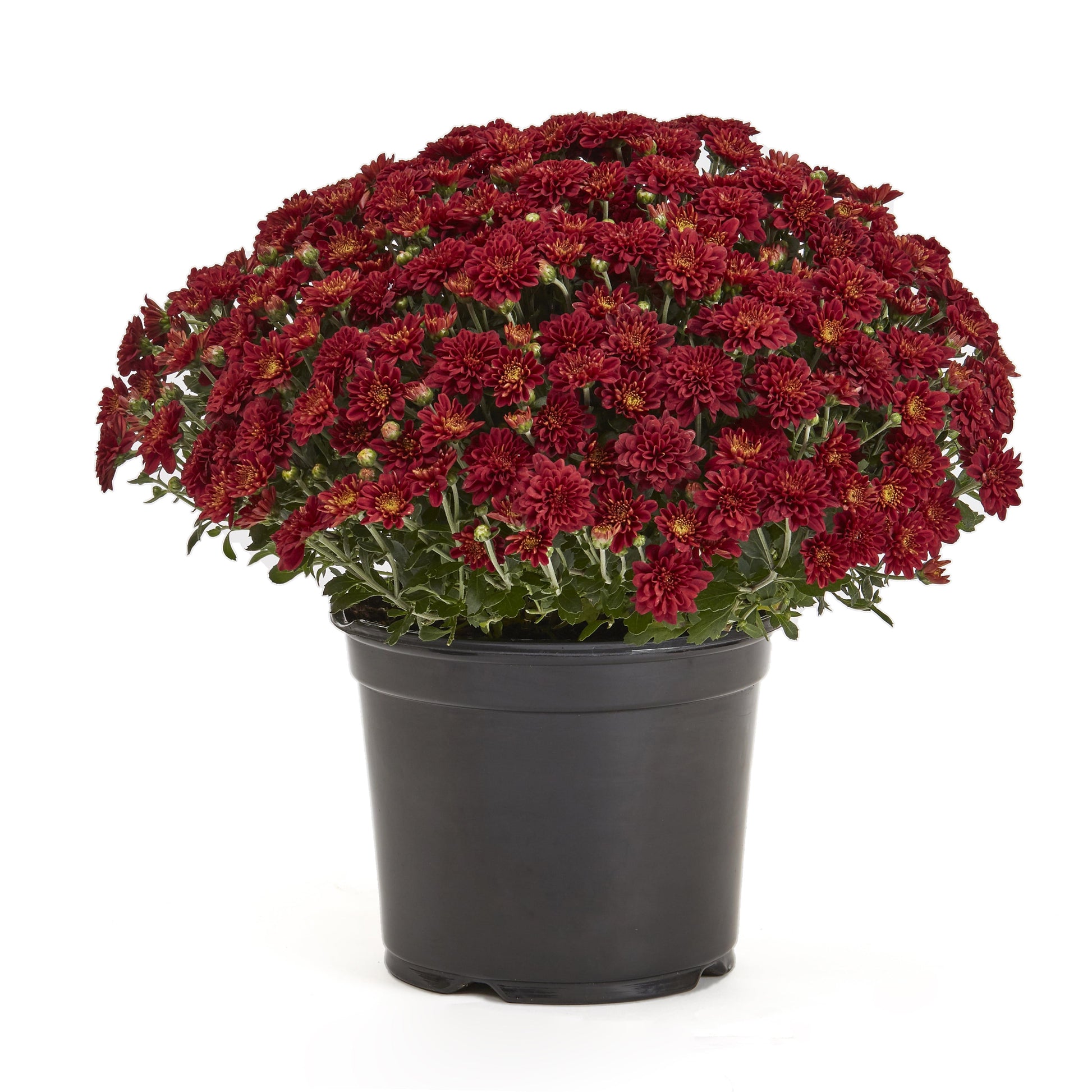 Mum Red Cosmic Fireball Red - View 5 from www redcrocus com