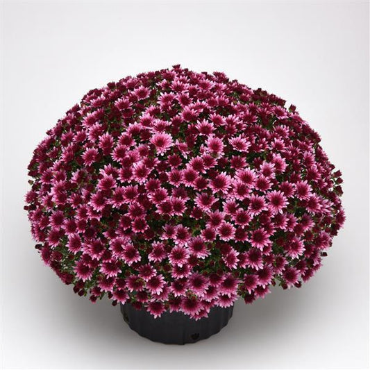 Mum Pink Morgana Pink - View 1 from www redcrocus com