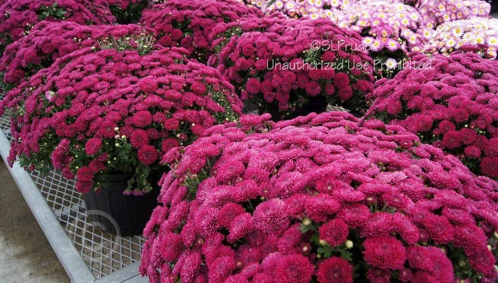 Mum, Purple Adiva Purple - View 24 from www redcrocus com