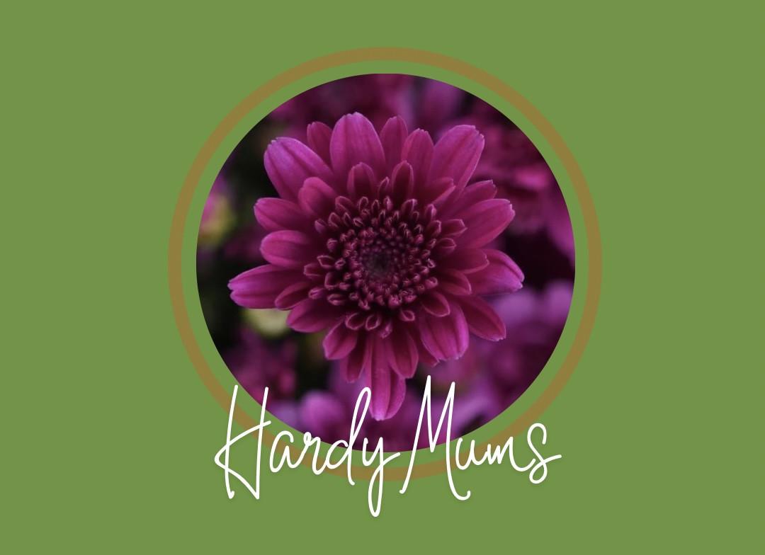 Mum, Purple Adiva Purple - View 30 from www redcrocus com