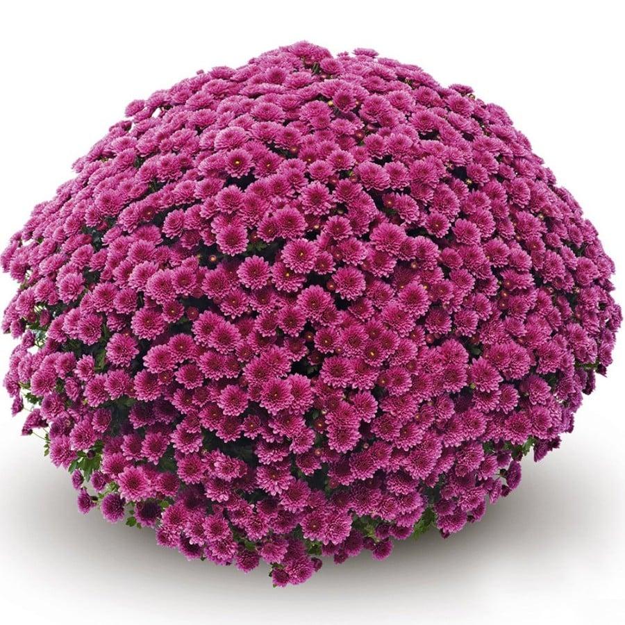 Mum, Purple Adiva Purple - View 31 from www redcrocus com
