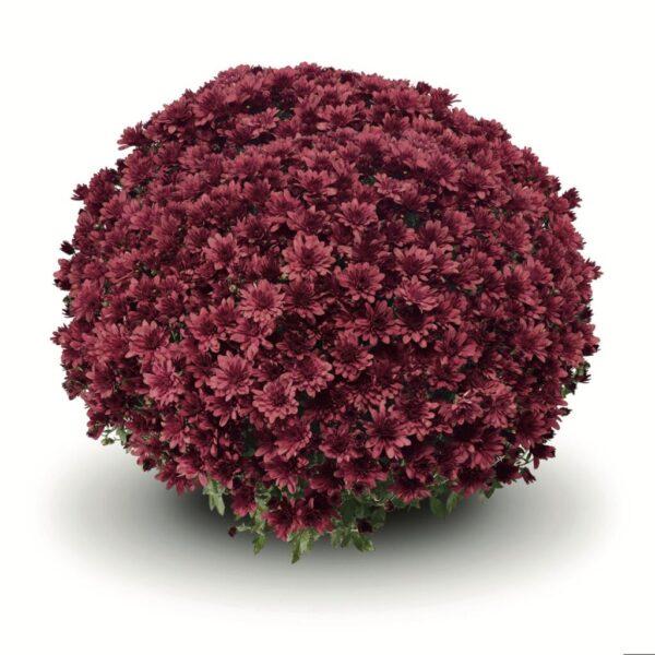 Mum, Purple Adiva Purple - View 33 from www redcrocus com