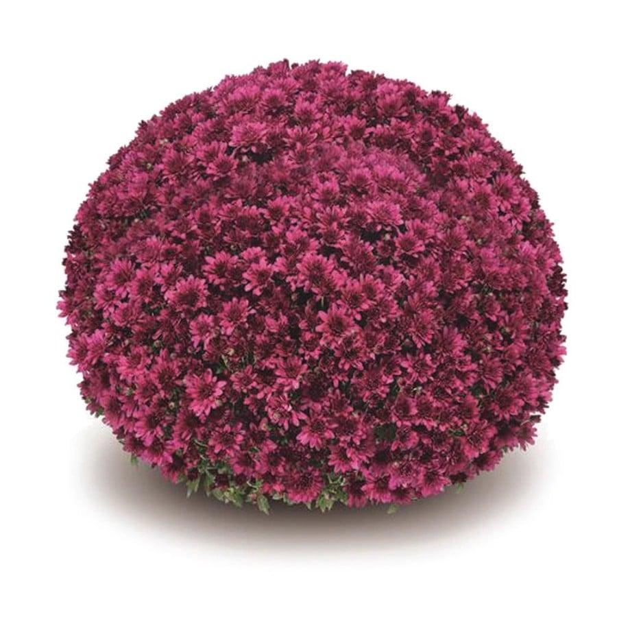 Mum, Purple Adiva Purple - View 34 from www redcrocus com