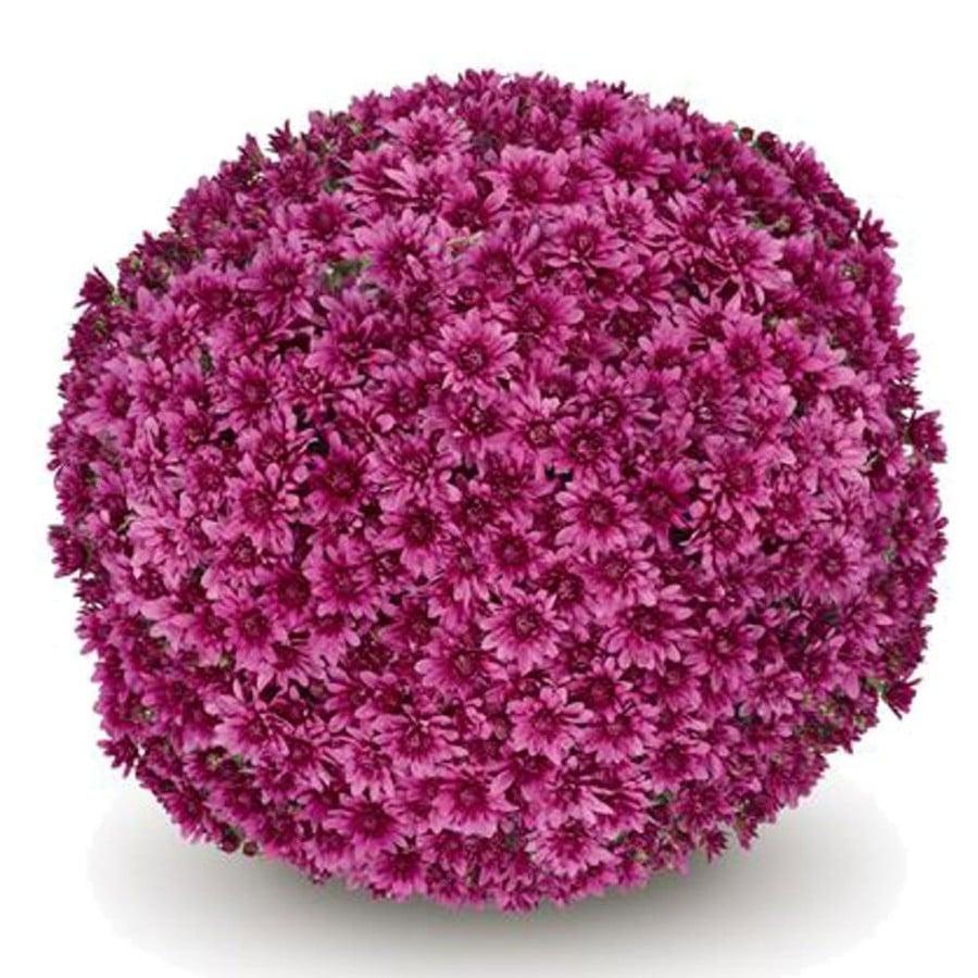 Mum, Purple Adiva Purple - View 36 from www redcrocus com