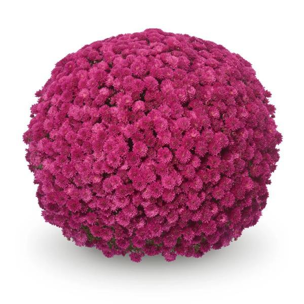 Mum, Purple Adiva Purple - View 37 from www redcrocus com