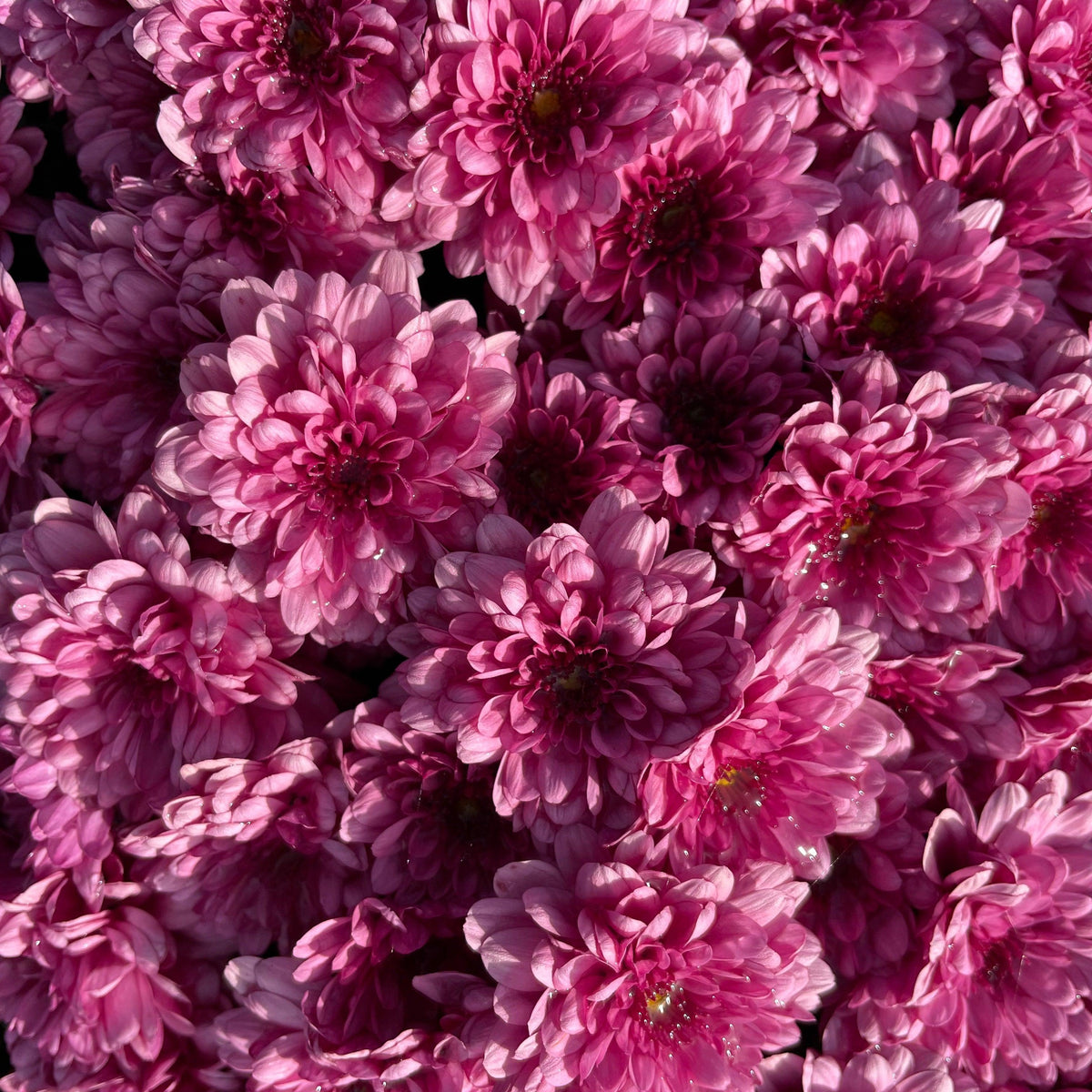 Mum, Purple Adiva Purple - View 39 from www redcrocus com