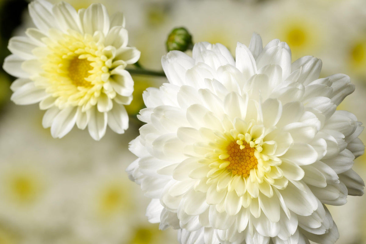 Mum, Yellow Cosmic Solar Yellow - View 10 from www redcrocus com
