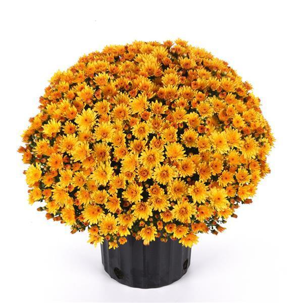 Mum, Yellow Cosmic Solar Yellow - View 12 from www redcrocus com