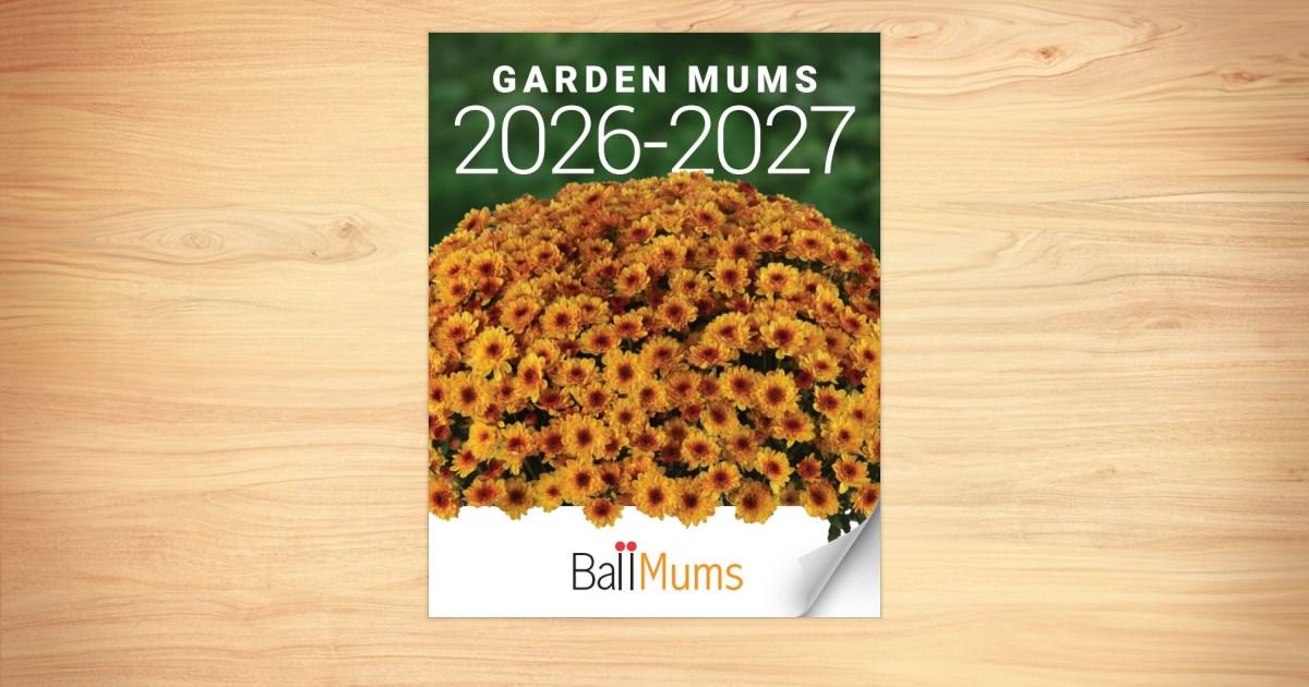 Mum, Yellow Cosmic Solar Yellow - View 13 from www redcrocus com